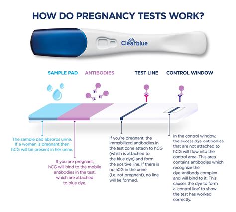 how do dating pregnancy tests work